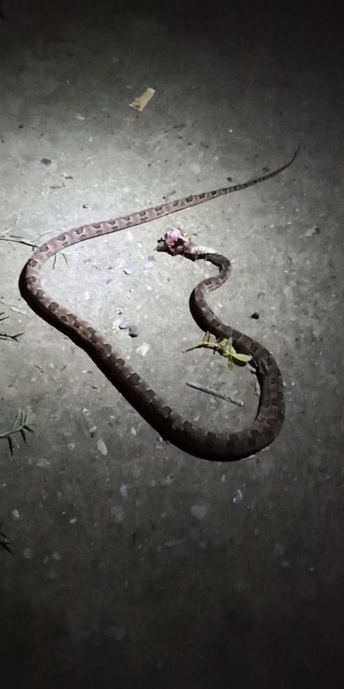 被蛇咬两年仍后遗症,被蛇咬了几年后身体有毒素吗