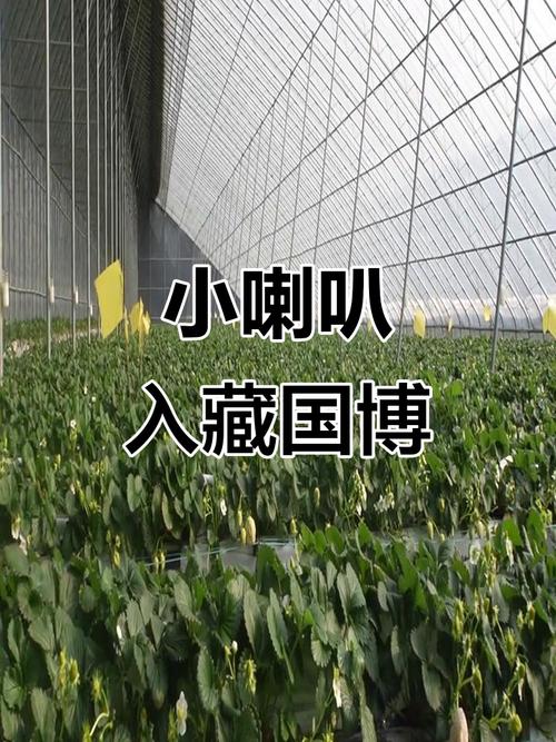 张桂梅小喇叭又响了,张桂梅唱